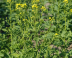 Weißer Senf (Sinapis alba) – Pflege
