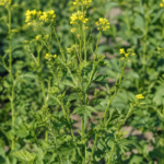 Weißer Senf (Sinapis alba) – Pflanzenfoto
