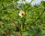 West African Okra (Abelmoschus caillei) care guide