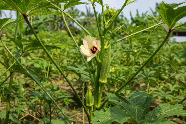 Abelmoschus caillei