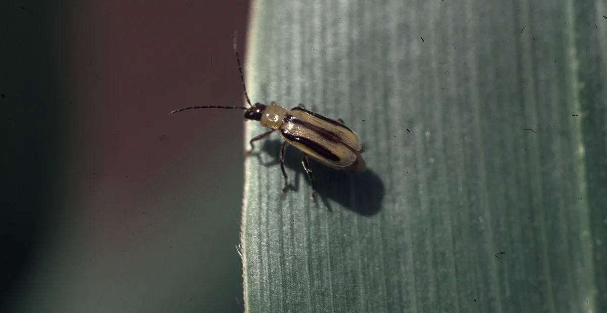 Western Corn Rootworm