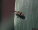 Western Corn Rootworm
