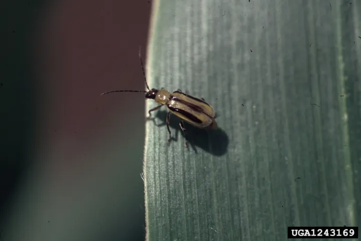 Western Corn Rootworm