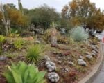 Whale’s Tongue Agave (Agave ovatifolia) – Pflege