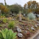 Whale’s Tongue Agave (Agave ovatifolia) – Pflanzenfoto