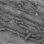 Wheat curl mite