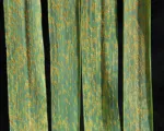 Wheat leaf rust