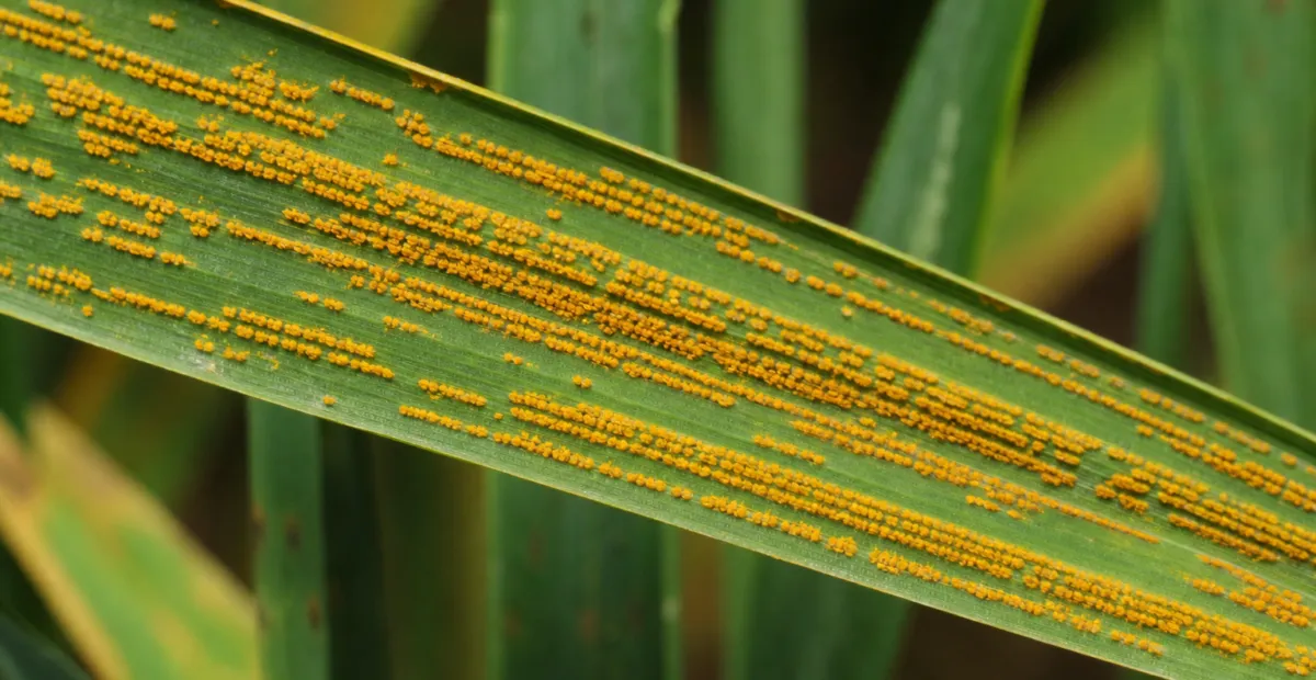 Wheat Stripe Rust