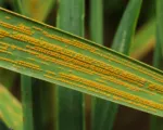 Wheat Stripe Rust