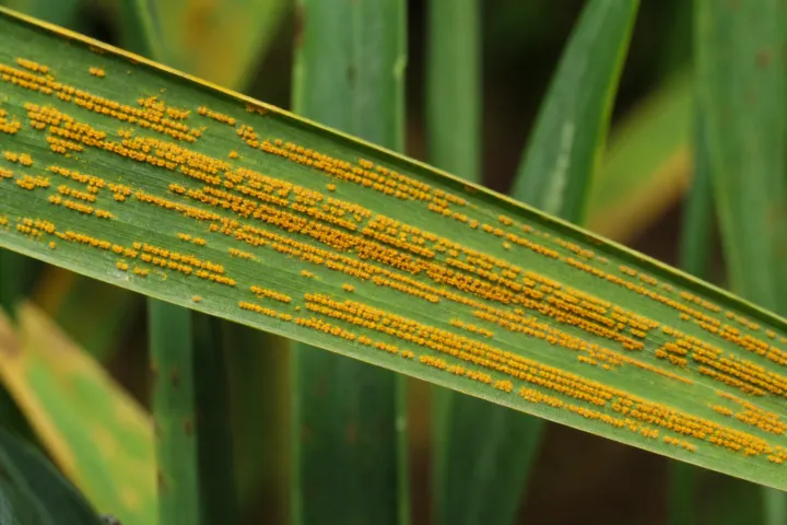 Wheat Stripe Rust