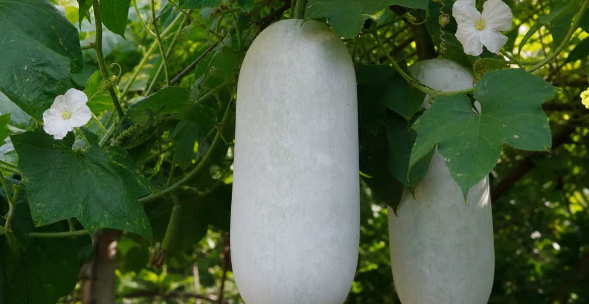 white gourd (Benincasa hispida) – plant photo