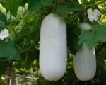 White gourd (Benincasa hispida) care guide