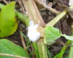 White mold (Sclerotinia stem rot)