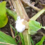 White mold (Sclerotinia stem rot)