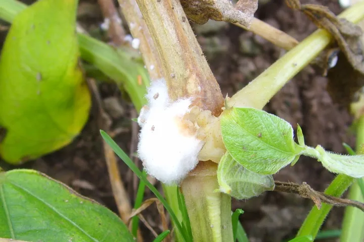White mold (Sclerotinia stem rot)