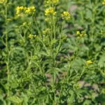 White Mustard (Sinapis alba) – plant photo