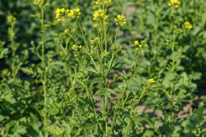 Sinapis alba