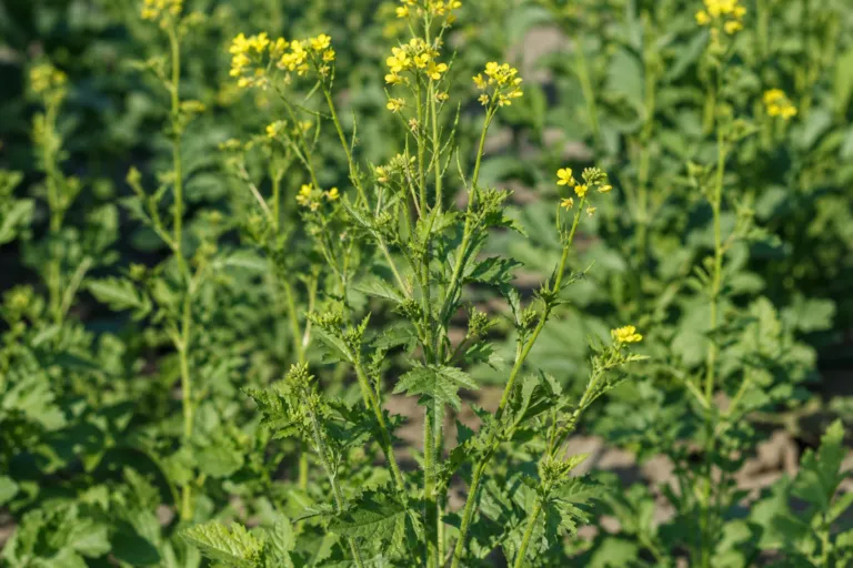 Sinapis alba