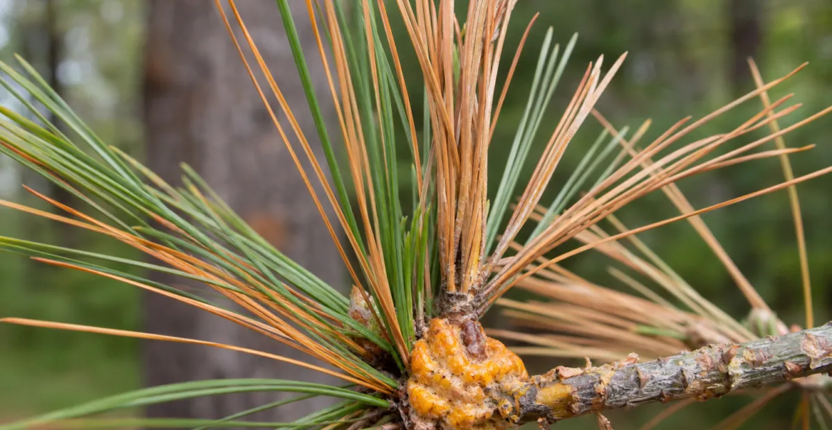 White Pine Blister Rust