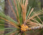 White Pine Blister Rust