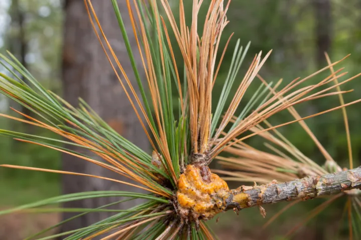 White Pine Blister Rust