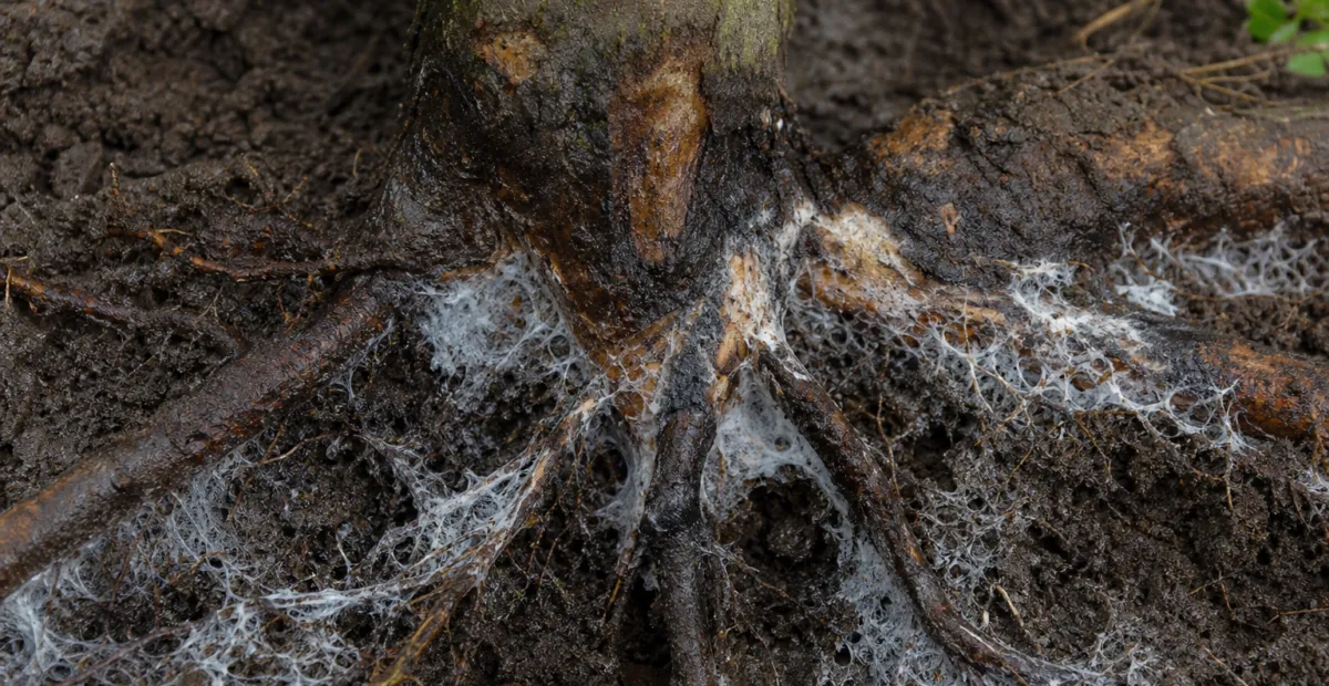 White Root Rot (Rosellinia Root Rot)