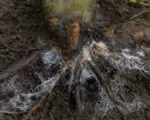 White Root Rot (Rosellinia Root Rot)