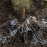 White Root Rot (Rosellinia Root Rot)