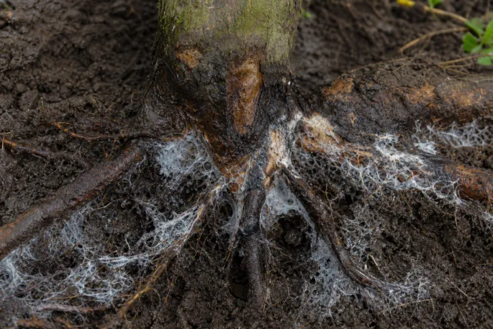 White Root Rot (Rosellinia Root Rot)