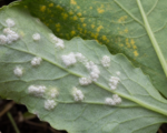 White Rust of Crucifers