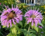Perché un fiore attira le api e quello quasi identico viene ignorato
