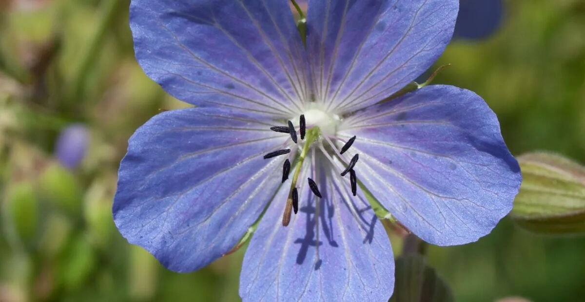 Wiesen-Storchschnabel (Geranium pratense) – Pflanzenfoto