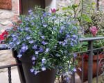 Wild-Aster (Aster ageratoides) – Pflege