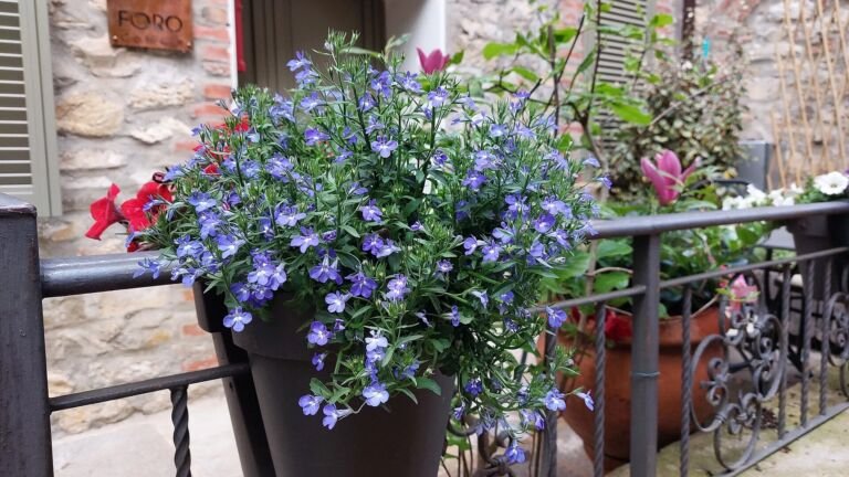 Aster ageratoides