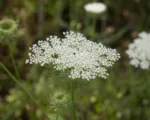 Wild carro (Daucus carota) care guide