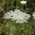 wild carro (Daucus carota) – plant photo