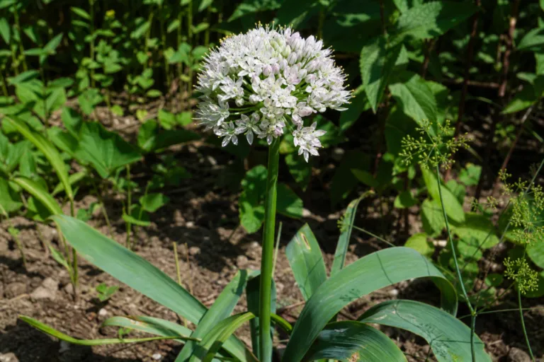 Allium ampeloprasum