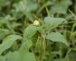 Wild Mung (Vigna vexillata) care guide
