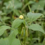 Wild Mung (Vigna vexillata) – plant photo