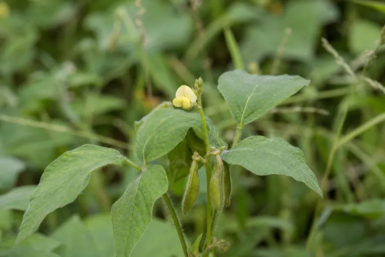Vigna vexillata
