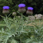 Wilde Artischocke (Cynara cardunculus) – Pflanzenfoto