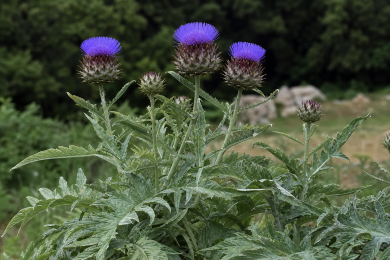Cynara cardunculus