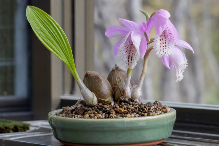 Pleione formosana