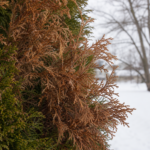 Winter desiccation (winter burn)