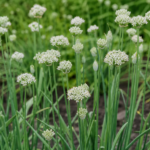 Winter-Zwiebel (Allium fistulosum) – Pflanzenfoto