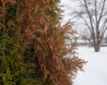 Wintertrockenheit (Frosttrocknis)
