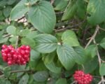 Wolliger Schneeball (Viburnum lantana) – Pflege