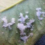 Woolly whitefly