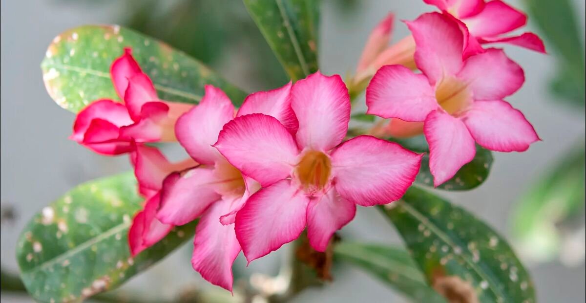 Wüstenrose (Adenium obesum) – Pflanzenfoto