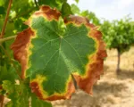Xylella fastidiosa bacterial diseases